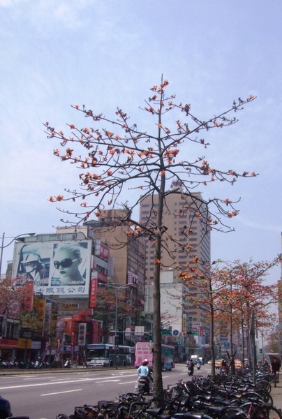 台大旁的木棉花行道樹