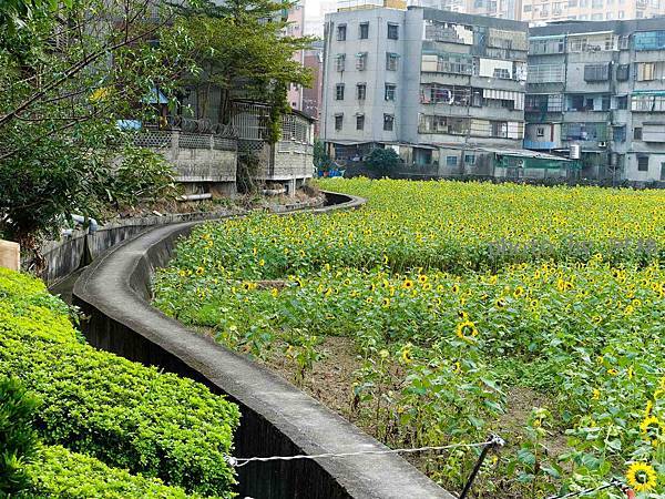 【桃園旅遊】上海路向日葵花田-超壯觀！1.6公頃向日葵花海免費參觀．龍福宮/無料/花海/向日葵/桃園景點