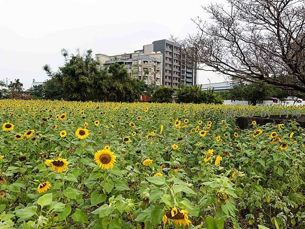 【桃園旅遊】上海路向日葵花田-超壯觀！1.6公頃向日葵花海免費參觀．龍福宮/無料/花海/向日葵/桃園景點