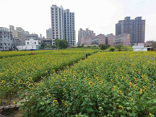 【桃園旅遊】上海路向日葵花田-超壯觀！1.6公頃向日葵花海免費參觀．龍福宮/無料/花海/向日葵/桃園景點