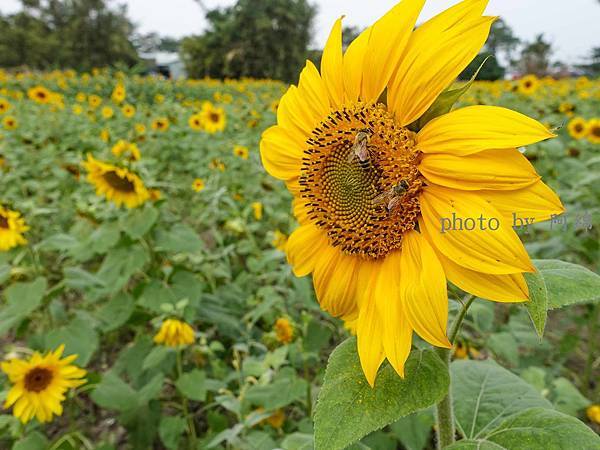 【桃園旅遊】上海路向日葵花田-超壯觀！1.6公頃向日葵花海免費參觀．龍福宮/無料/花海/向日葵/桃園景點