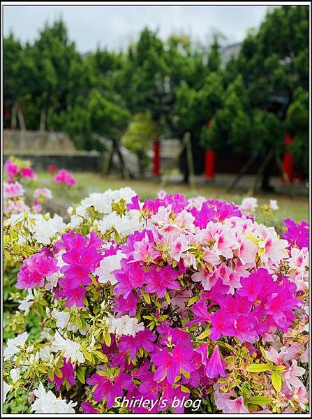 新北淡水 ‧ QP Terrace 覺軒會館(義大利餐廳/咖