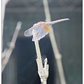 毫芒57.jpg