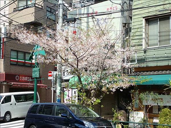 青物橫丁站前的櫻花樹