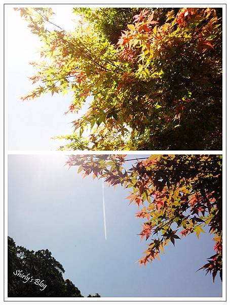 日本槭樹