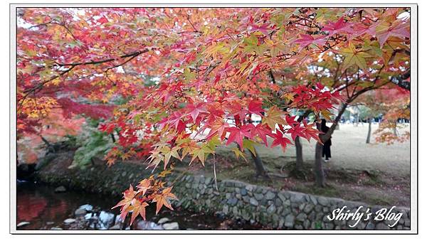 奈良楓.jpg 奈良楓.jpg