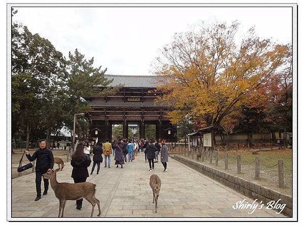 東大寺.jpg 東大寺.jpg