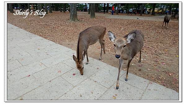 班比.jpg 班比.jpg