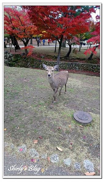 梅花鹿.jpg 梅花鹿.jpg