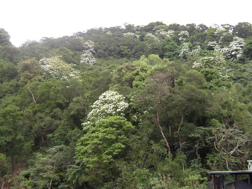 山腳下看油桐花.jpg