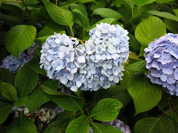 Page 863 京都 宇治 15 夏キョウト 第四日 三室戶寺 屬於紫陽花的庭園 沒關係是宣輔啊 痞客邦