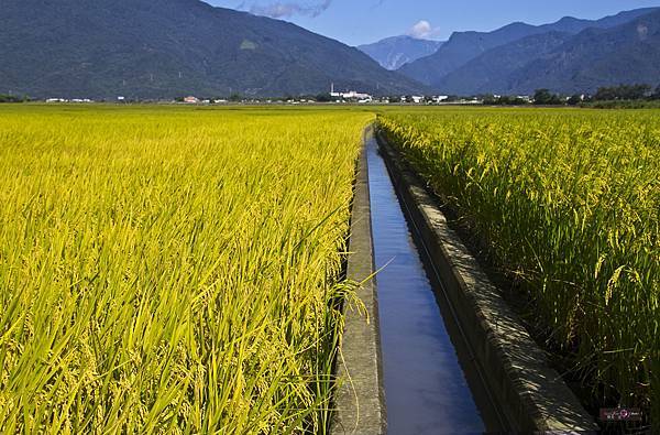 走在稻田上（伯朗大道）.jpg