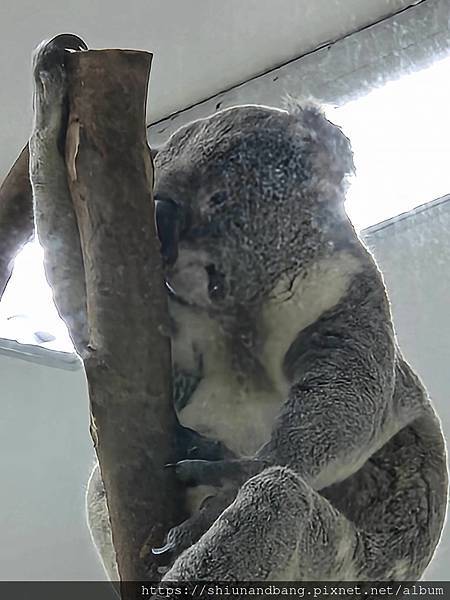 20240503台北市立動物園62.jpg