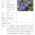 牽牛花.jpg