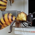一進門就看到一大隻的蜜蜂迎接