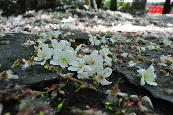DSC_0074.jpg