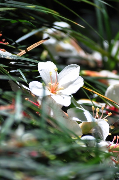 DSC_0098.jpg
