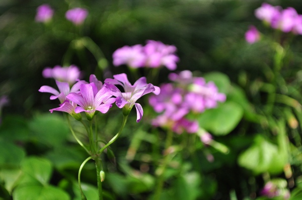 DSC_0166.jpg