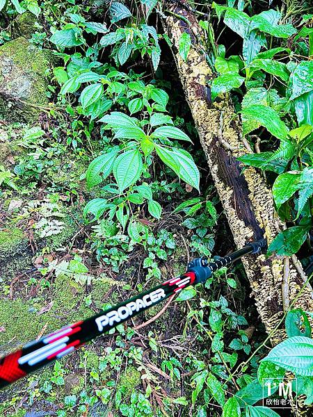 親子共遊山林趣!ProPACER彎把登山杖,讓山林冒險更精彩 親子共遊山林趣!ProPACER彎把登山杖,讓山林冒險更精彩