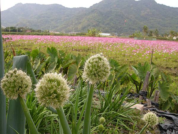 韭菜花