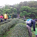 王有里先生的有機茶園