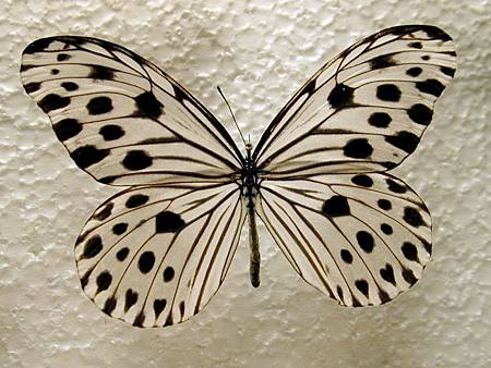 butterfly_zebra_plastic_278233_h