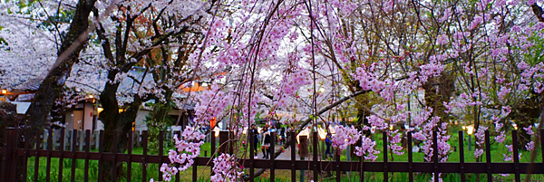 sakura sakura