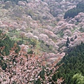 3吉野山.jpg.jpg