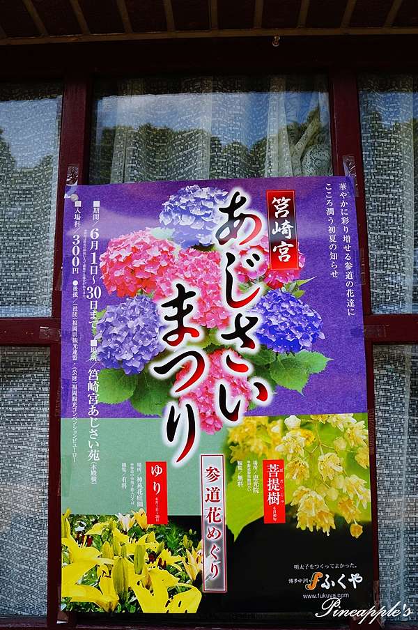 日本福岡 筥崎宮紫陽花競放彩色之夏日本三大八幡宮6月三種名花 鳳梨的香氣 痞客邦