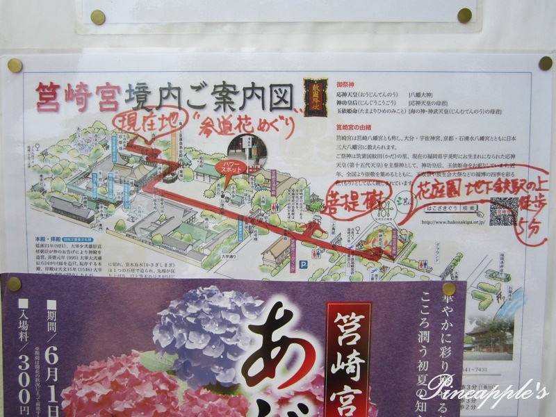日本福岡 筥崎宮紫陽花競放彩色之夏日本三大八幡宮6月三種名花 鳳梨的香氣 痞客邦