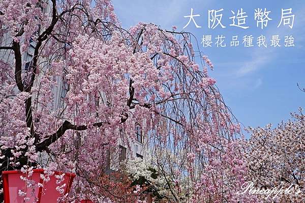 追櫻 造幣局的秘密花有人愛錢不重要品種王國賞櫻早鳥 鳳梨的香氣 痞客邦