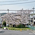 20130331.JPG