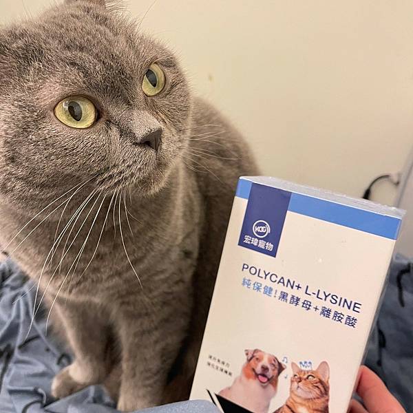 跟毛孩的眼淚說掰掰，必備毛孩保健品｜宏瑋寵物 KogiPet