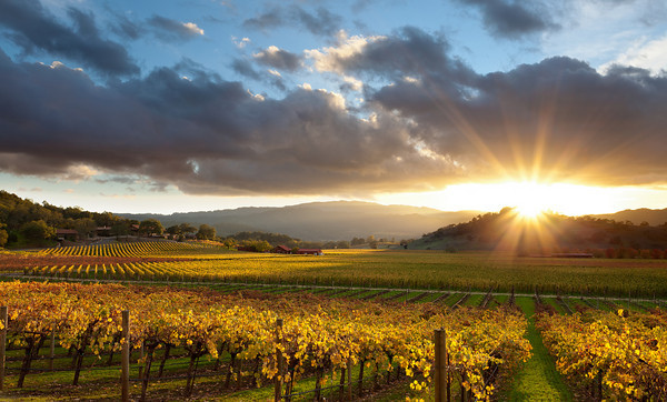 Napa Valley sunset.jpg