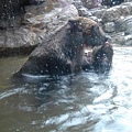 熊熊玩水