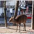 0124-1-廣島-嚴島神社-1 (48).JPG