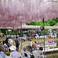 d330足利 Flower Park.jpg