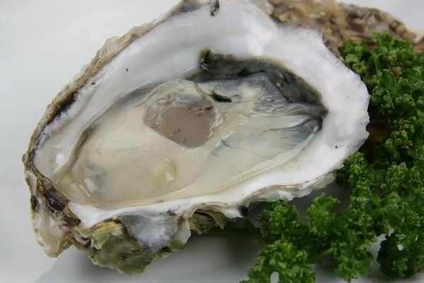 oysters