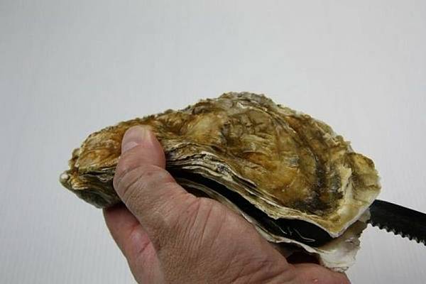 oysters