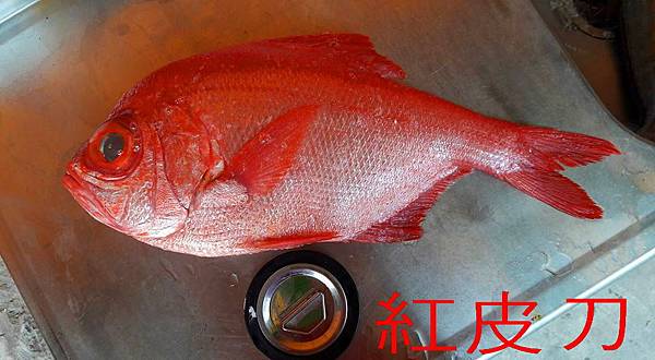 南投無菜單料理 八角海鮮屋深海魚紅皮刀 掘氏棘金眼鯛 草屯八角海鮮屋 痞客邦