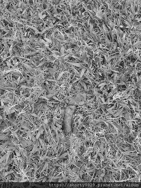 不小心踩到的大便