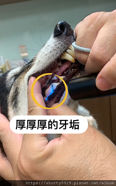 木入森犬寶固齒麗口滴劑_狗狗口臭牙垢13