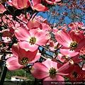 花樹dogwood1.JPG