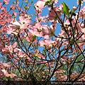 花樹dogwood2.JPG