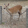 20130614奈良公園-鹿 2.JPG