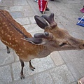 20130614奈良公園-鹿 5.JPG