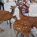 20130614奈良公園-鹿 8.JPG