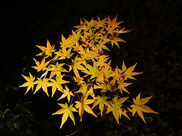 調整大小DSC01776 調整大小DSC01776