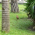 一隻路鳥甲