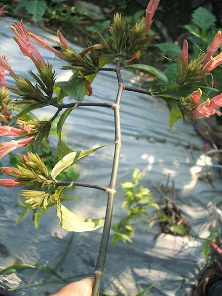 憂遁草(沙巴蛇草, 鱷嘴花)特色 - 之字生長